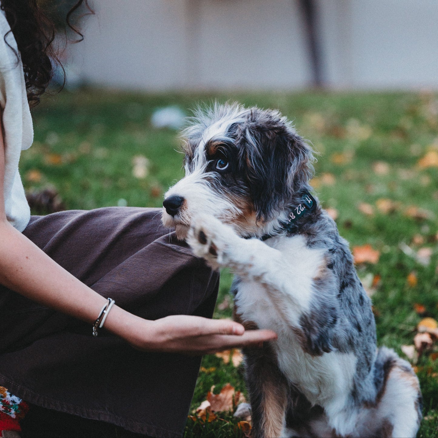 "Paws" Natural Hues with Silver and Paw Accents Hair Tie Bracelet